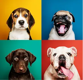 Catálogo Mascotas